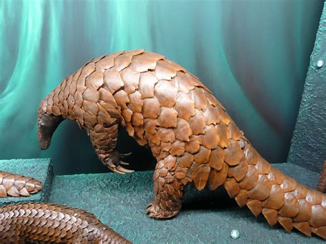 15,623 likes · 690 talking about this · 1,202 were here. Pangolín gigante - Giant pangolin - qaz.wiki