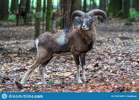 Europeisk Mouflon Ovisorientalismusimon Djurlivdjur Fotografering För
