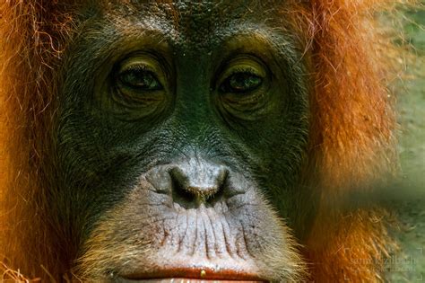 Indonesia Search For Wild Wildlife Photography By Sami Kizilbash
