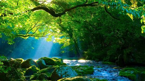 Musica para pianoestudar, dormir, relaxar, estudar música composta por [ peder b. Musique Relaxante Harpe et Nature - Relaxation | Musique ...