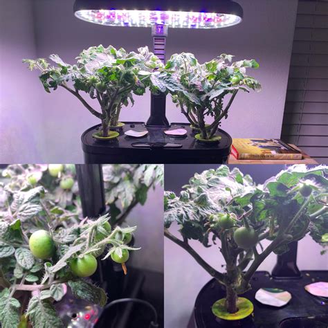 Watch tomatoes grow in my basement. Small aero with tomatoes. Lots of pruning. : aerogarden