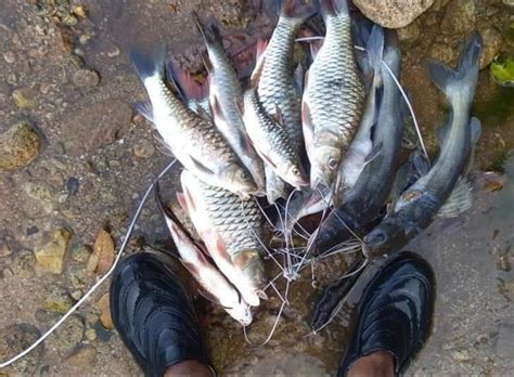 Record the pronunciation of this word in your own voice and play it to listen to how you have pronounced it. Tajuddin Mohd Ali: IKAN FRESH DARI GERIK AKAN BERADA DI KL!