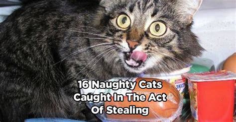 16 Naughty Cats Caught In The Act Of Stealing