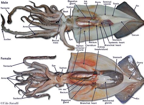 Bio385 Cephalopoda