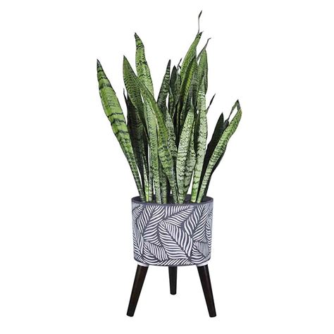 Artificial potted plants & trees. 6 Best Pots For Snake Plants 2020 Ultimate Guide - Best ...