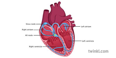 Heart Diagram Labelled Illustration