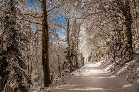 Snowy Winter Forest Road Hd Wallpaper Background Image 2000x1333
