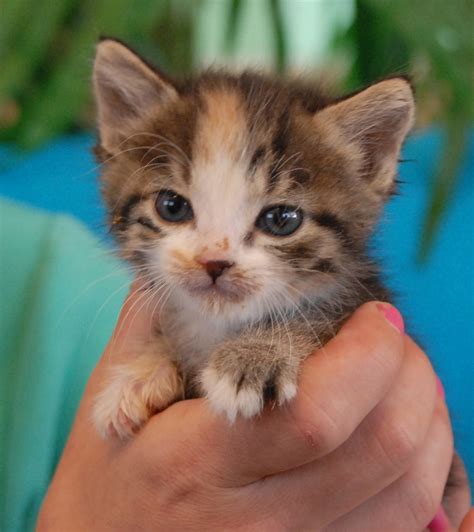 Urgent 36 Newborn Kittens Need Loving Foster Parents