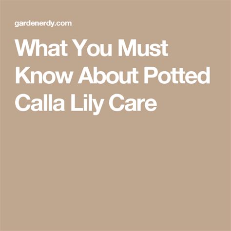 Plus, discover 9 colorful calla lily hybrids and learn about growing and caring for these graceful learn how to care for calla lilies, get growing advice and discover tips for including them in your garden design by tovah martin; What You Must Know About Potted Calla Lily Care | Lily ...