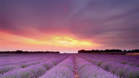 Lavender Field Lavender Sunset Sky Field Provence Afterglow