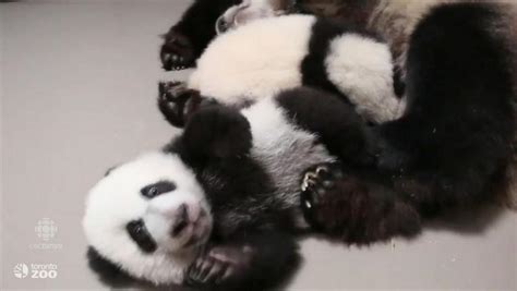 Visitors Can See Panda Cubs And Their Mom Starting March 12 Cbc News