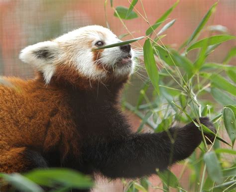 Rare Red Panda Debuts At Staten Island Zoo