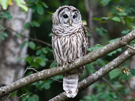 Bird Of The Week Barred Owl — The Reed College Quest