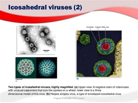 5 Introduction To Viruses