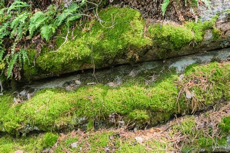 Rocks Overgrown With Moss Stock Image Image Of Formed 158750485
