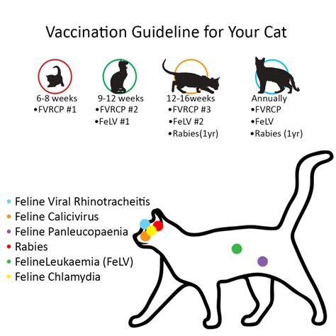 The fvrcp vaccine for cats is easily accessible at any small animal veterinary office and is also administered by veterinarians and under the guidance of veterinary professionals in shelters and rescues who work with cats. Vaccinations for cats