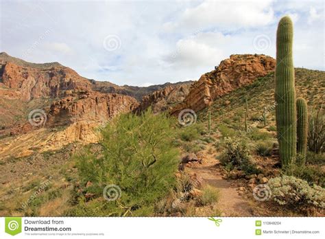 Chisos mountains, big bend national park. Different Cactus Species In Organ Pipe Cactus National ...