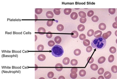 It has four main components: Blood Components | Definition | Functions