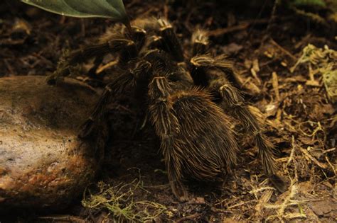 Relativ aggressiv, nicht für einsteiger, auch brasilianische riesenvogelspinne genannt. Die Brasilianische Riesenvogelspinne (Lasiodora parahybana ...