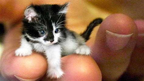 The Smallest Cats In The World Youtube