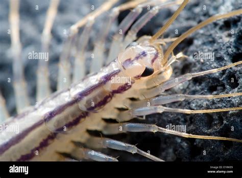 House Centipede Species From The Order Scutigeromorpha Are The Only