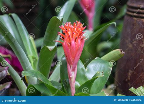 Selective Focus Bromeliad Vriesea Tropical Plant Close Up Of Red