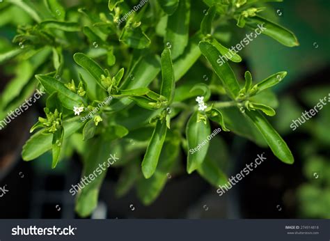 Looking Down At A Stevia Plant With Elongated Leaves And Small White