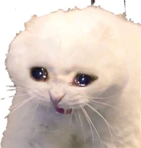 Crying Cat Memes Background PNG Image PNG Play