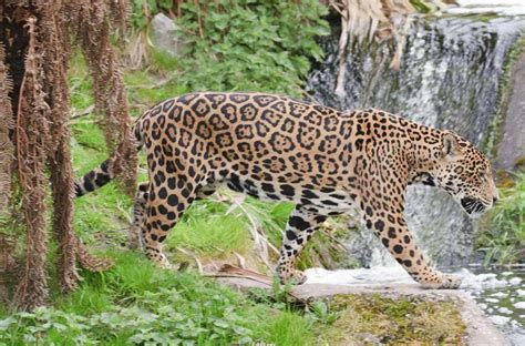 Tawny Jaguars For I Am The Black Jaguar