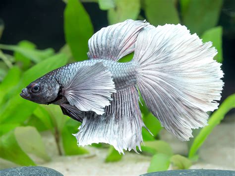 So ist die besetzung des aquariums zu planen ; Siamesischer Kampffisch PREMIUM-Special 'Halfmoon Bigear ...