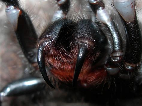 Deadliest Spider Of Australia Sydney Funnel Web Spider Wildlifegalaxy