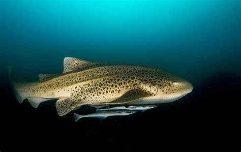 6 Unique Marine Animals Found On Australias East Coast