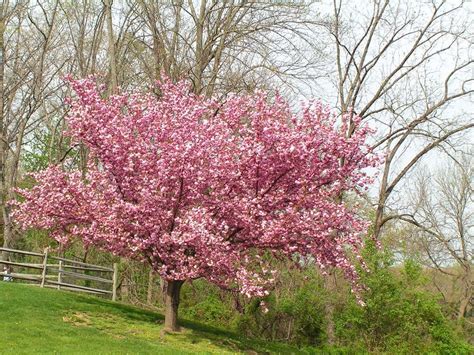How much light does a dwarf cherry tree require? 15 Fruitful and Flowery Trees that Grow Great in ...