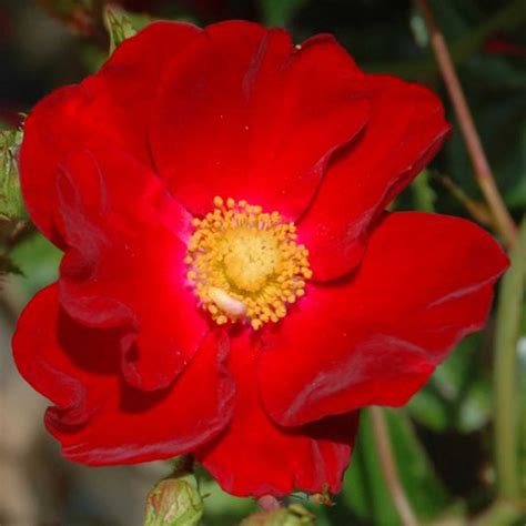 Red Velvet Flower Carpet Procumbent Rose Harrod