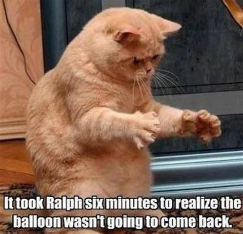 55 Funniest Cat Memes Ever Will Make You Laugh Right Meow