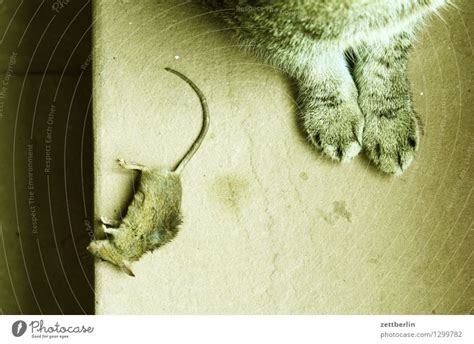 Cat And Mouse Cat Mouse A Royalty Free Stock Photo From Photocase