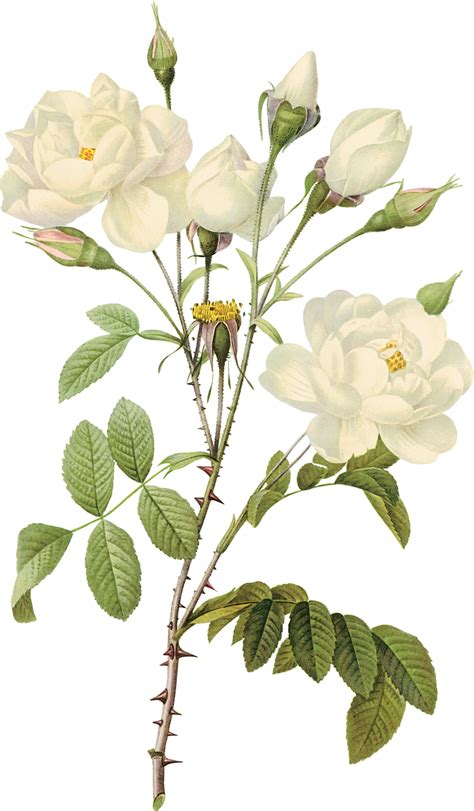 White Roses Png Image For Free Download