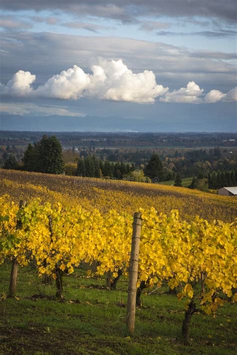 Autumn Vineyards Willamette Valley Oregon Stock Image Image Of