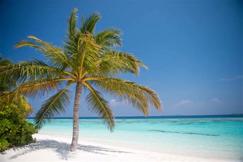 Coco Palm Dhuni Kolhu Indulge Maldives