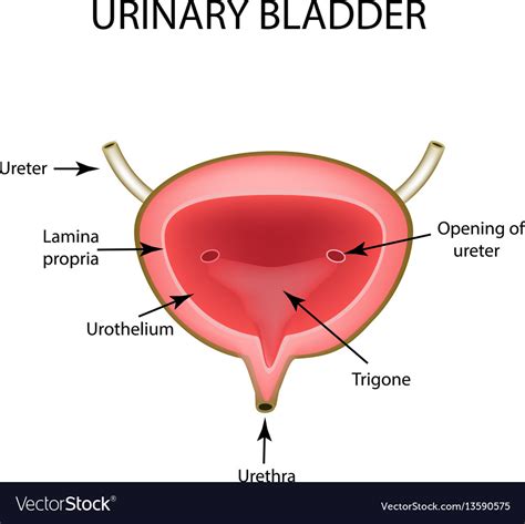 Anatomical Structure Of The Urinary Bladder Vector Image