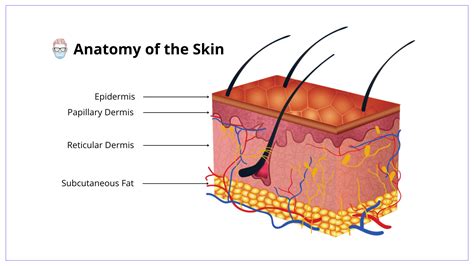 Skin Layers