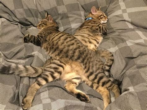 12 Cute Photos Of Cats Napping Together In Weird Positions