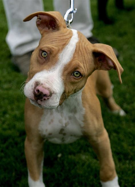 Red Nose Pitbull Puppy Stock Image Image Of Gray Play 27050813