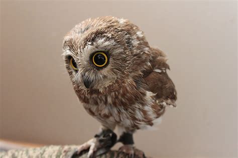 Incredibly Owls Photography Picliste
