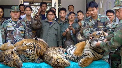 Laos Promises To Phase Out Tiger Farms Conservation Groups Fox News