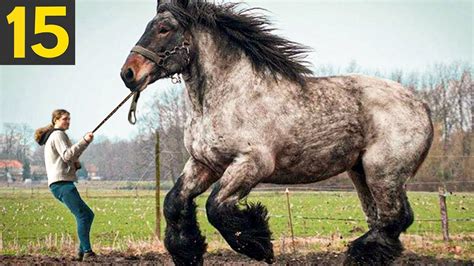 15 Rare And Beautiful Horse Breeds Youtube