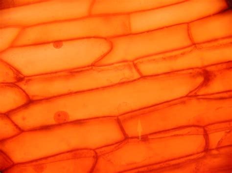 Check spelling or type a new query. Biology 130 Lab 3 - Light Microscope Images