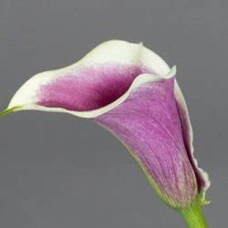 Picasso Mini Calla Lily Flower J R Roses Wholesale Flowers