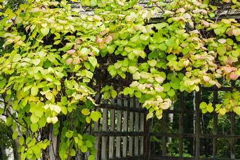 How To Grow And Care For Hardy Kiwi Vine