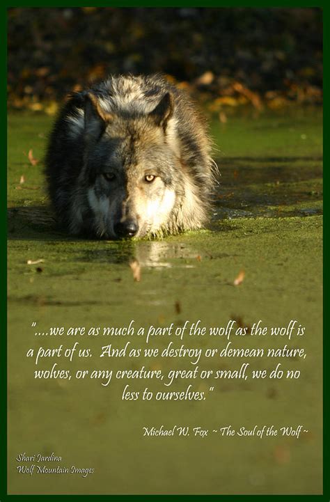 Wolf Quotes